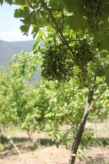 Landscape of rows in the vineyard in Izmir, Turkey. Juicy grapes in the garden.