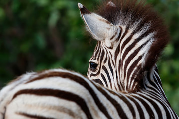 Portrait of a young Zebra in Kruger National Park in South Africa - obrazy, fototapety, plakaty