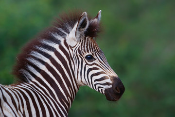 Fototapeta na wymiar Portrait of a young Zebra in Kruger National Park in South Africa