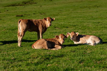 Calves grazing in the mountains, Erro valley, Navarra, Spain