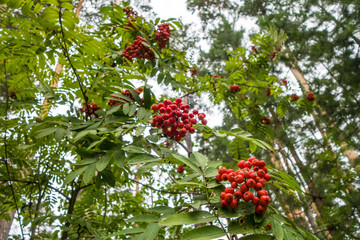 Close up view onto branches with fruits of Rowan tree, growing in forest