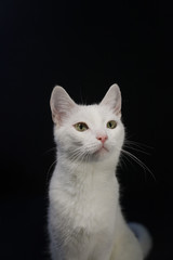 Portrait of a white cat with yellow eyes on a black background