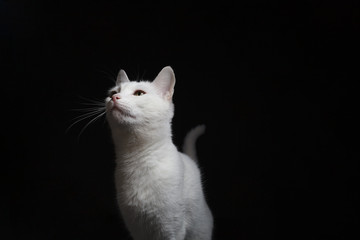 Portrait of a white cat with yellow eyes on a black background