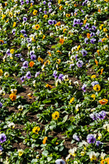 Multicolored flower beds of pansies in the city park.