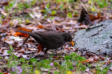 portrait of a blackbird looking into the camera, Blackbird that stopped to be photographed, with black feathers and orange beak and interesting look