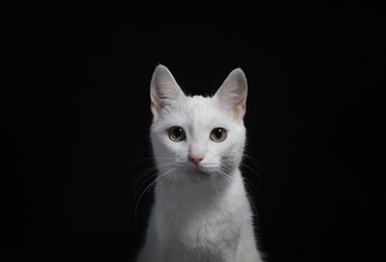 Portrait of a white cat with yellow eyes on a black background