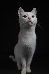 White cat with yellow eyes on a black background