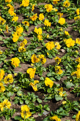 Multicolored flower beds of pansies in the city park.