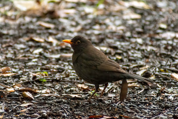 Obraz premium portrait of a blackbird looking into the camera, Blackbird that stopped to be photographed, with black feathers and orange beak and interesting look