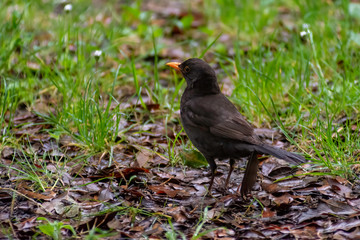 portrait of a blackbird looking into the camera, Blackbird that stopped to be photographed, with black feathers and orange beak and interesting look