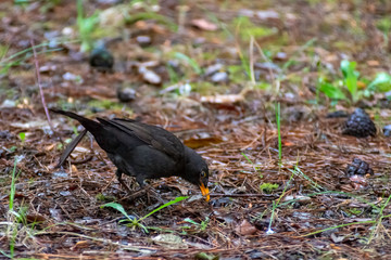 portrait of a blackbird looking into the camera, Blackbird that stopped to be photographed, with black feathers and orange beak and interesting look