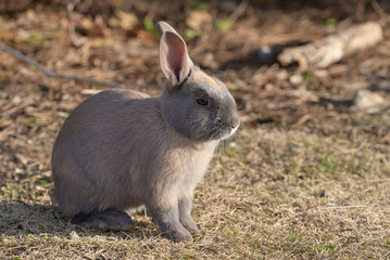 Young European rabbit, on the island of Ohkunoshima in Hiroshima Prefecture. Japan