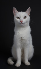 Fototapeta na wymiar White cat with yellow eyes on a black background