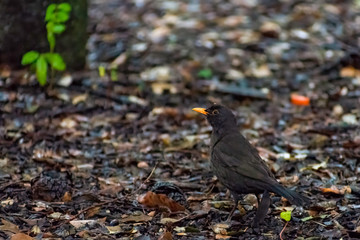Obraz premium portrait of a blackbird looking into the camera, Blackbird that stopped to be photographed, with black feathers and orange beak and interesting look