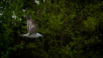 Fototapeta premium seagull flying over green grass