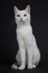 White cat with yellow eyes on a black background