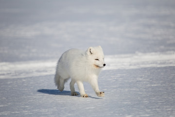 Lis polarny na południowym Spitsbergenie