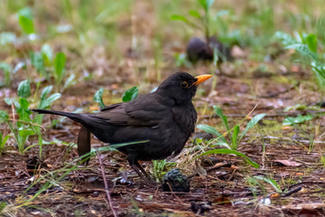 Obraz premium portrait of a blackbird looking into the camera, Blackbird that stopped to be photographed, with black feathers and orange beak and interesting look
