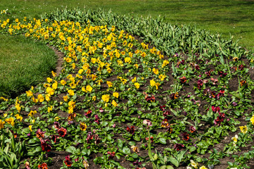 Multicolored flower beds of pansies and other flowers in the city park.