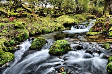 Naklejka na ściany i meble stream in the Dartmoor forest in autumn