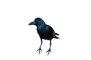  jungle crow  on a white background.