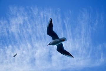 seagull in the sky