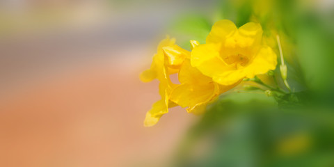 Flower in soft focus on blurred and bokeh background.