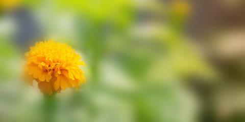 Flower in soft focus on blurred and bokeh background.
