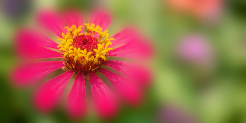 Flower in soft focus on blurred and bokeh background.