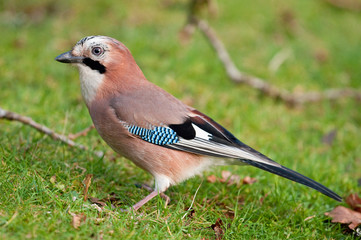 Jay on the grass