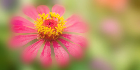Flower in soft focus on blurred and bokeh background.