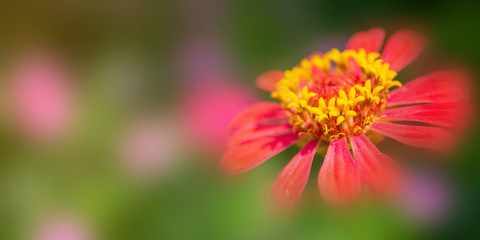 Flower in soft focus on blurred and bokeh background.