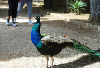 Paon bleu regardant autour de lui