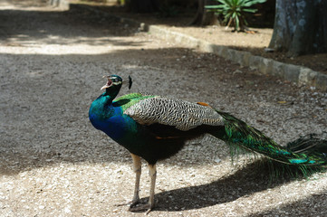 Paon bleu regardant autour de lui