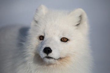 Lis polarny na południowym Spitsbergenie © blackspeed