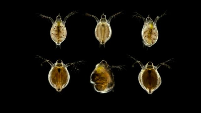 Daphnia under the microscope, water flea, species Scapholeberis mucronata, is a zooplankton crustacean, some species have a horn on their heads perhaps in adults it disappears, There are also females 