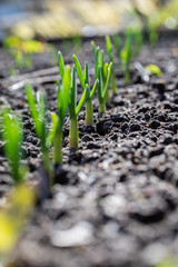 Sprouts of green onions in early spring in the garden.