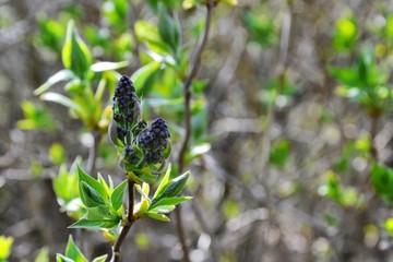Blossoming Syringa (lilac) vulgaris. Syringa vulgaris lilac branch with buds. Purple flowers start to bloosom, spring time