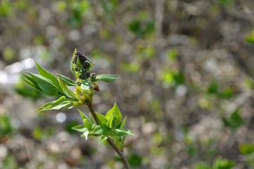 Blossoming Syringa (lilac) vulgaris. Syringa vulgaris lilac branch with buds. Purple flowers start to bloosom, spring time