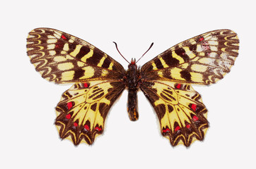 Obraz na płótnie Canvas Butterfly polyxena (Thais polyxena) on a white background. Isolated on white.