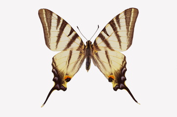 Butterfly podalirium (Papilio podalirius) on a white background. Isolated on white.