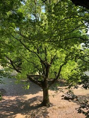 Fototapeta premium 公園