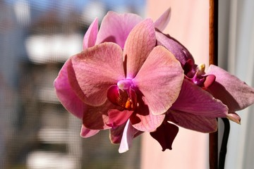Phalaenopsis commonly known as moth orchids or Moth dendrobium, plant in the family Orchidaceae. Beautiful purple Phalaenopsis orchid blossom, flower closeup