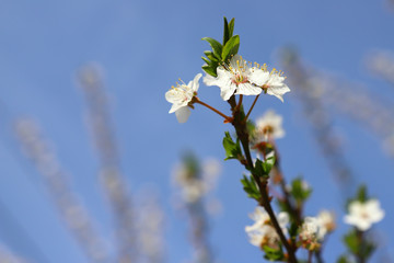 Cherry blossoms in full bloom fluctuate in the wind, closeup. Bright spring day. Blurred background. shallow depth of field. Flora