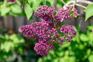 flowering plants spread in the spring orchard