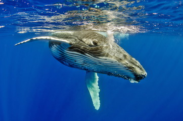 Humpback Whale in Tonga Pacific Ocean Polynesia