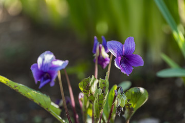 Violet Flower; flower of Genus Viola