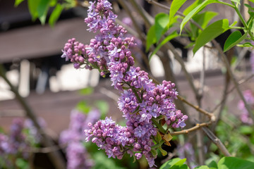 flowering plants spread in the spring orchard