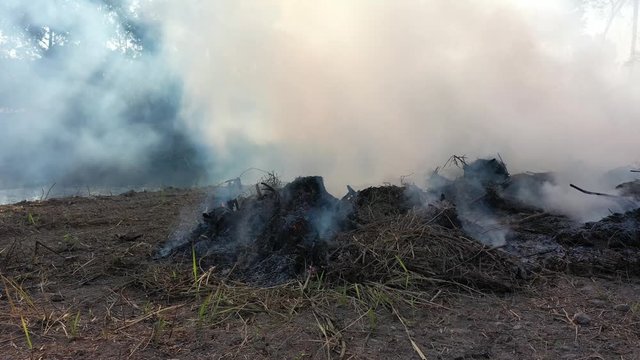 Burning forest with smoke rising. Carbon dioxide emissions may cause global warming and climate change 
