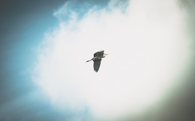 Gray Heron captured in flight